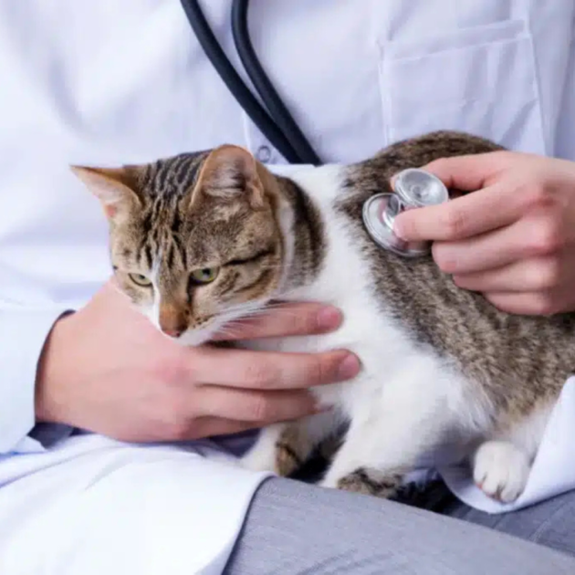 Pet Veterinary Clinics